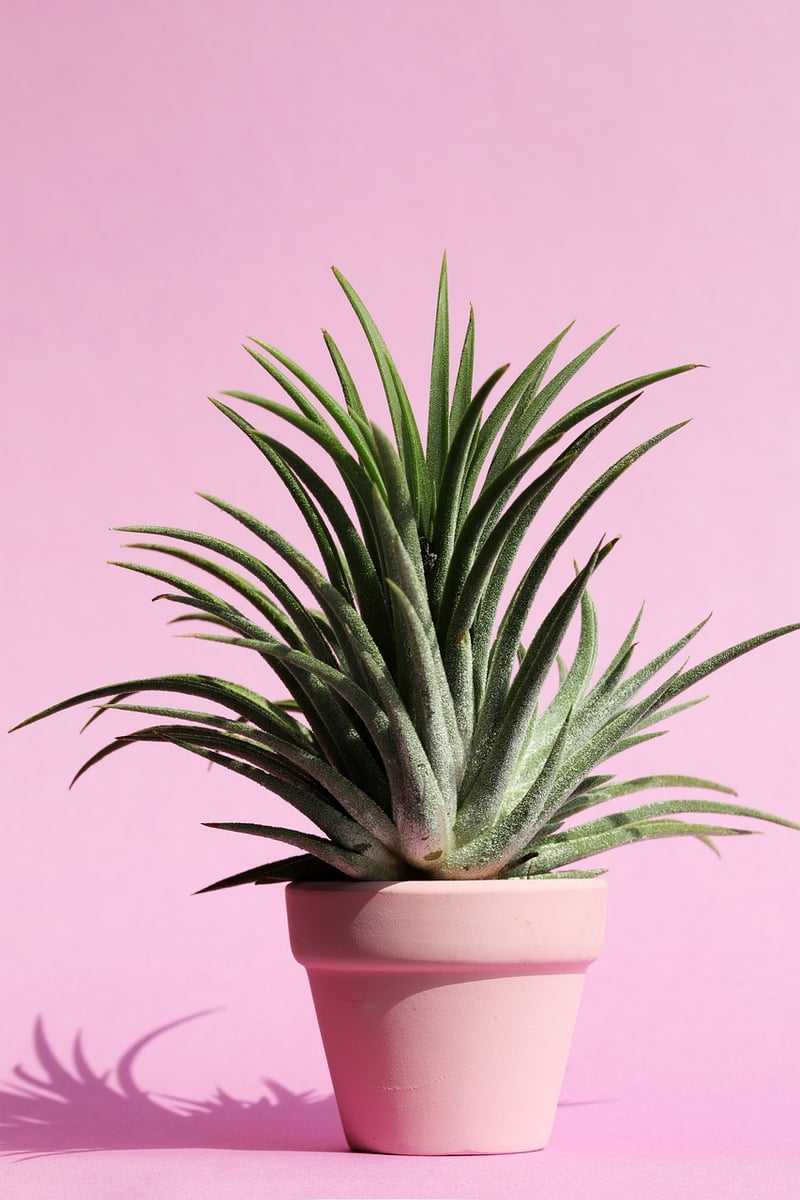 Modern Succulent Style
