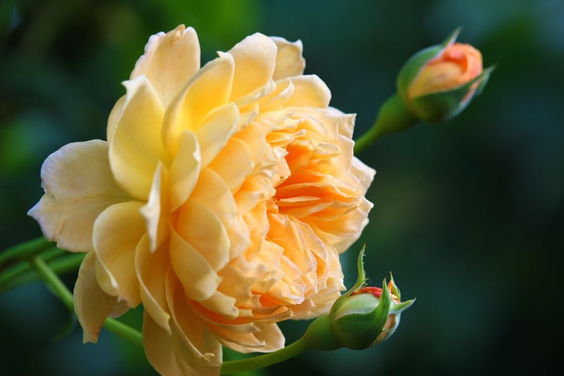 Vintage Rose Garden